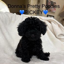 Rickey - Black male Poodle puppy in Vilonia, Arkansas from Donna’s Pretty Poodles