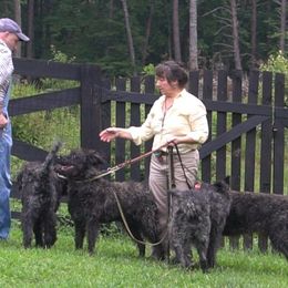 Alice - Dutch Shepherd
