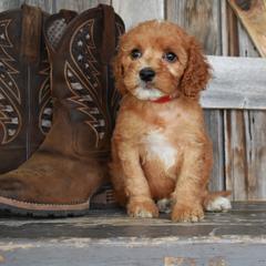 Honor-Red Collar Male - Apricot male Irish Doodle puppy in Macedon, New York from Toodles Goldendoodles