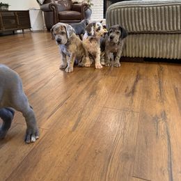 Great Dane Puppies from Diamond Danes of Atlanta