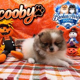Scooby - Wolf sable male Pomeranian puppy in Sandia, Texas from Broken Arrow Poms
