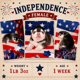 Girl 3 - female Pomsky puppy in Spring Hill, Florida from Besties Paw Life