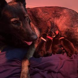 German Shepherd Puppies from Paws Of Germany