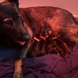 German Shepherd Puppies from Paws Of Germany