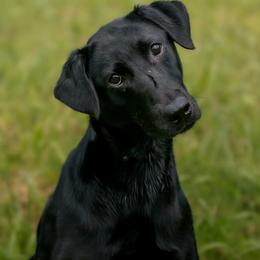 Rosie - Labrador Retriever