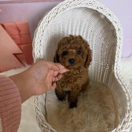 Milo(AKC) - Red  male Poodle puppy in Moreno Valley, California from Yanni's Poodle