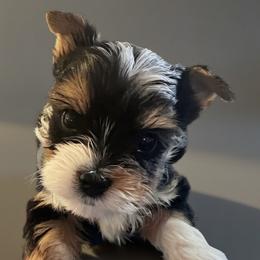 Eva - Black tan and white female Biewer Terrier puppy in Brentwood, California from Perfección Del Cielo Biewer Terriers