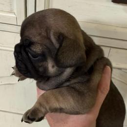 Griz - Fawn male French Bulldog puppy in Billings, Montana from Yellowstone Frenchies