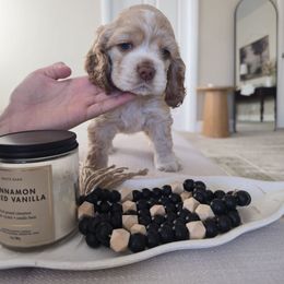 Leo - Buff and white male Cocker Spaniel puppy in Corcoran, California from Sweet Heart Cockers