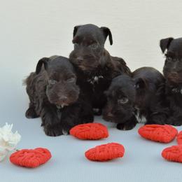 Miniature Schnauzer Puppies from PNQ Breeding