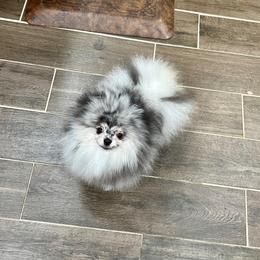 Titan - Blue merle male Pomeranian puppy in Hot Springs, Arkansas from Pomeranian Empire