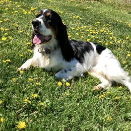 Darby - English Springer Spaniel