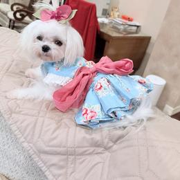 Maltese puppies from Bijou Babydoll Maltese