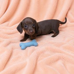 Rachel - Chocolate and tan female Dachshund puppy in Richmond, Virginia from Paw Prints