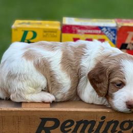 Brittany Puppies from HillTop Brittany Kennel