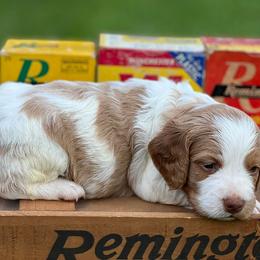 Brittany Puppies from HillTop Brittany Kennel