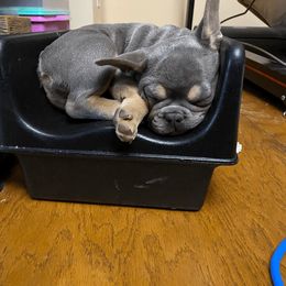 French Bulldog Puppies from Bleu Rock French Bulldogs