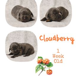 Cloudberry - Blue male Weimaraner puppy in Ferrum, Virginia from LAAT Weims