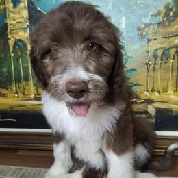 Aussiedoodle and Miniature Australian Shepherd Puppies from Aussies Acre