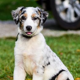 Merle - Blue merle male Australian Shepherd puppy in Clarkrange, Tennessee from Vom Wolff