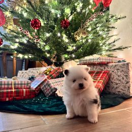 Tinsel AKC - Black parti female Pomeranian puppy in San Marcos, Texas from Hill Country Poms