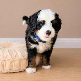 Crispin - Tri-color male Bernedoodle puppy in Atwood, Oklahoma from Luxe Doodle Haven