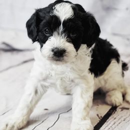 Cavapoo Puppies from Panda Puppies