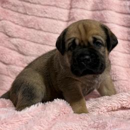 Red Collar N - Fawn female Cane Corso puppy in Paris, Texas from Knucklehead Cane Corso