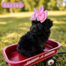 Harley- TINY - female Cavapoochon puppy in Bullard, Texas from Cavapoochon Central LLC