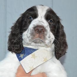 English Springer Spaniel Puppies from A & R Springers