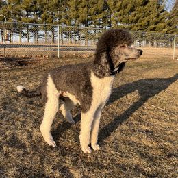 Murphy - Poodle