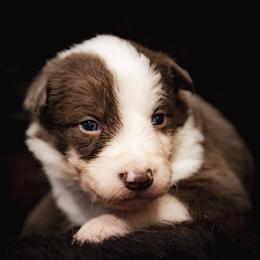 Girl 1 - White and red female Border Collie puppy in Shelbyville, Tennessee from C Horns Ranch Border Collies