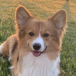 Pembroke Welsh Corgis from J & J Kennels
