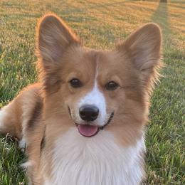 Pembroke Welsh Corgis from J & J Kennels