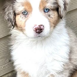 Aussiedoodles and Miniature Australian Shepherds from Dazy Mayze Mini Aussies and Aussiedoodles