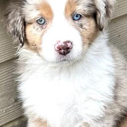 Aussiedoodles and Miniature Australian Shepherds from Dazy Mayze Mini Aussies and Aussiedoodles