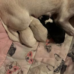 Girl 2 - Cream female Chihuahua puppy in Fargo, North Dakota from Wild Prairie Chihuahuas