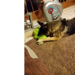 German Shepherd Puppies from Brandiwyne's German Shepherds