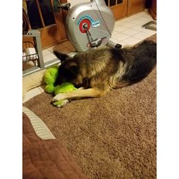 German Shepherd Puppies from Brandiwyne's German Shepherds