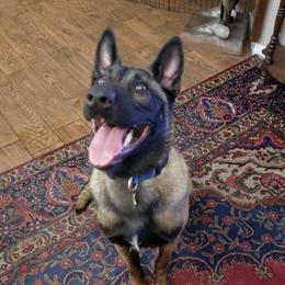 Sniper - Belgian Malinois