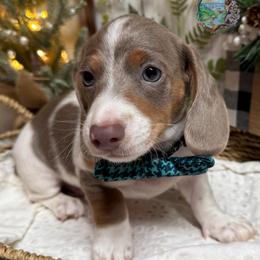 Boq (Dwayne) - Fawn (isabella) and tan male Dachshund puppy in Fayetteville, West Virginia from Loop Creek Dachshunds