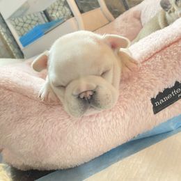 French Bulldog Puppies from Frenchie Babies