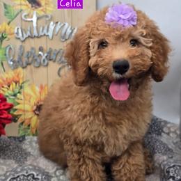 Celia - Red  female Goldendoodle puppy in Neillsville, Wisconsin from Granton Creek