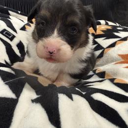 Full collar male - Black and tan male American Corgi puppy in Heyworth, Illinois from Schumaker Corgis