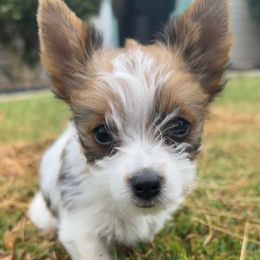 Girl 4 - Parti female Yorkshire Terrier puppy in Cullman, Alabama from Little Bark Partí Yorks