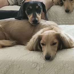 Dachshund Puppies from Happy Acres  Miniature Dachshunds