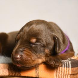 Girl 3 - Red and rust female Doberman Pinscher puppy in Overton, Texas from Obsidian Kennel