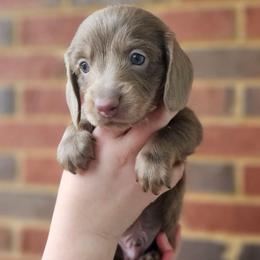 Luke- AKC- Stunning Silver (Isabella) w BLUE eyes - Fawn (isabella) and tan male Dachshund puppy in Loganville, Georgia from Royal Dackel Haus