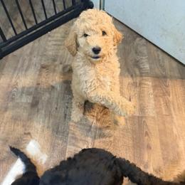 Miss Hazel - Cream female Goldendoodle puppy in Huntingdon, Tennessee from McCaslin's Doddles