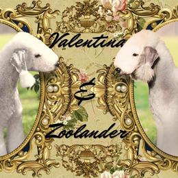 Bedlington Terrier puppies from Show Danes
